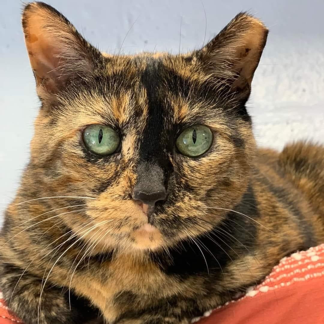 Lula, a Adoptable Domestic Short Hair in Freeport, NY image 1/6