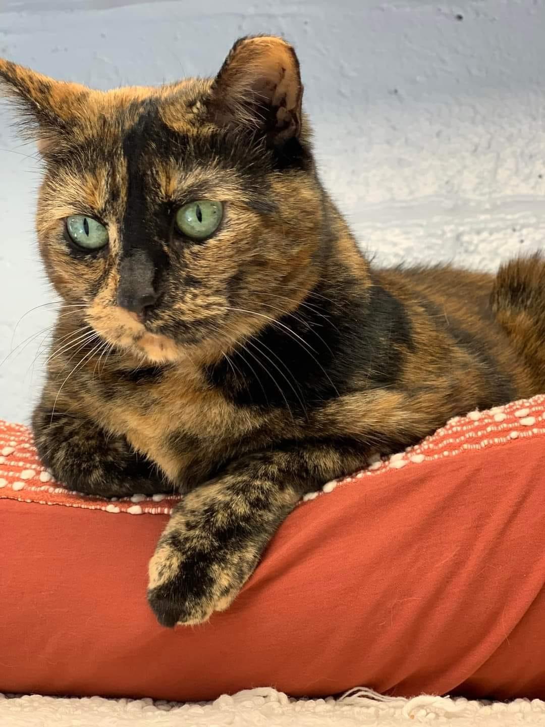 Lula, a Adoptable Domestic Short Hair in Freeport, NY image 4/6