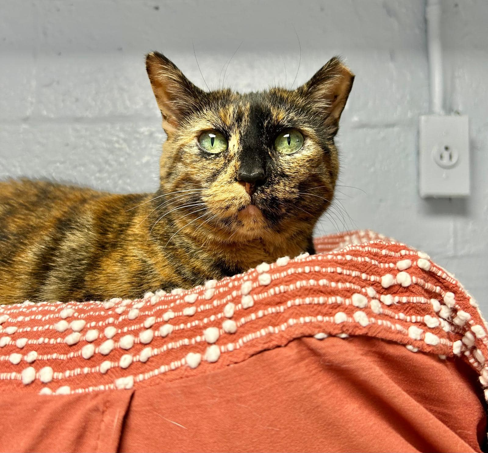 Lula, a Adoptable Domestic Short Hair in Freeport, NY image 3/6