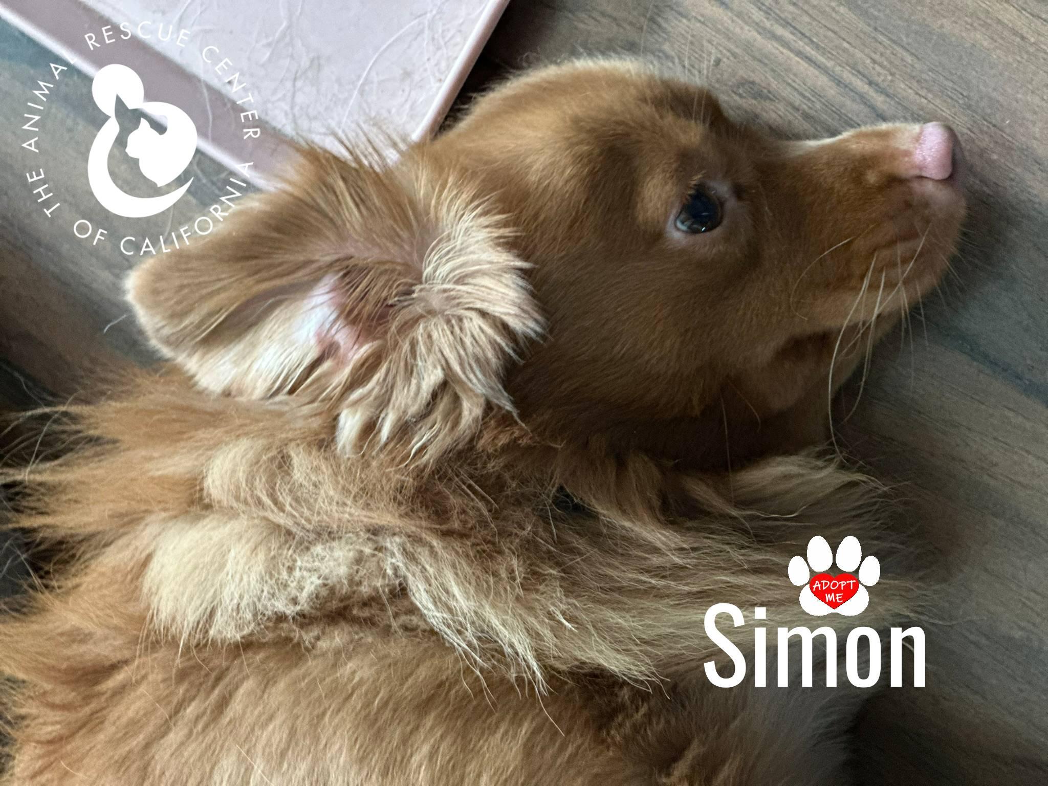 Simon, a ADOPTABLE mixed breed in Coachella, CA image 1/5