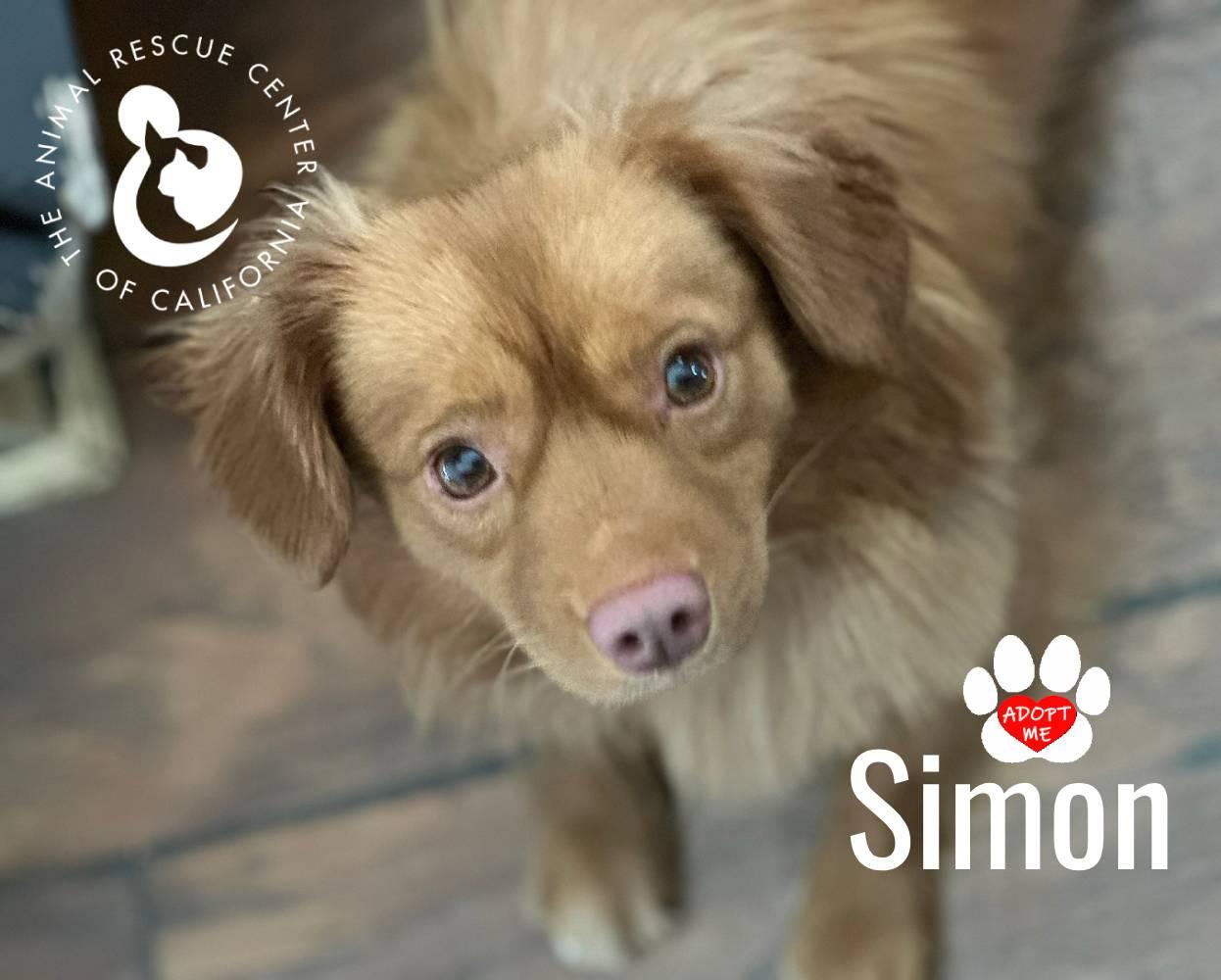 Simon, ADOPTABLE, Adult Male Chihuahua.