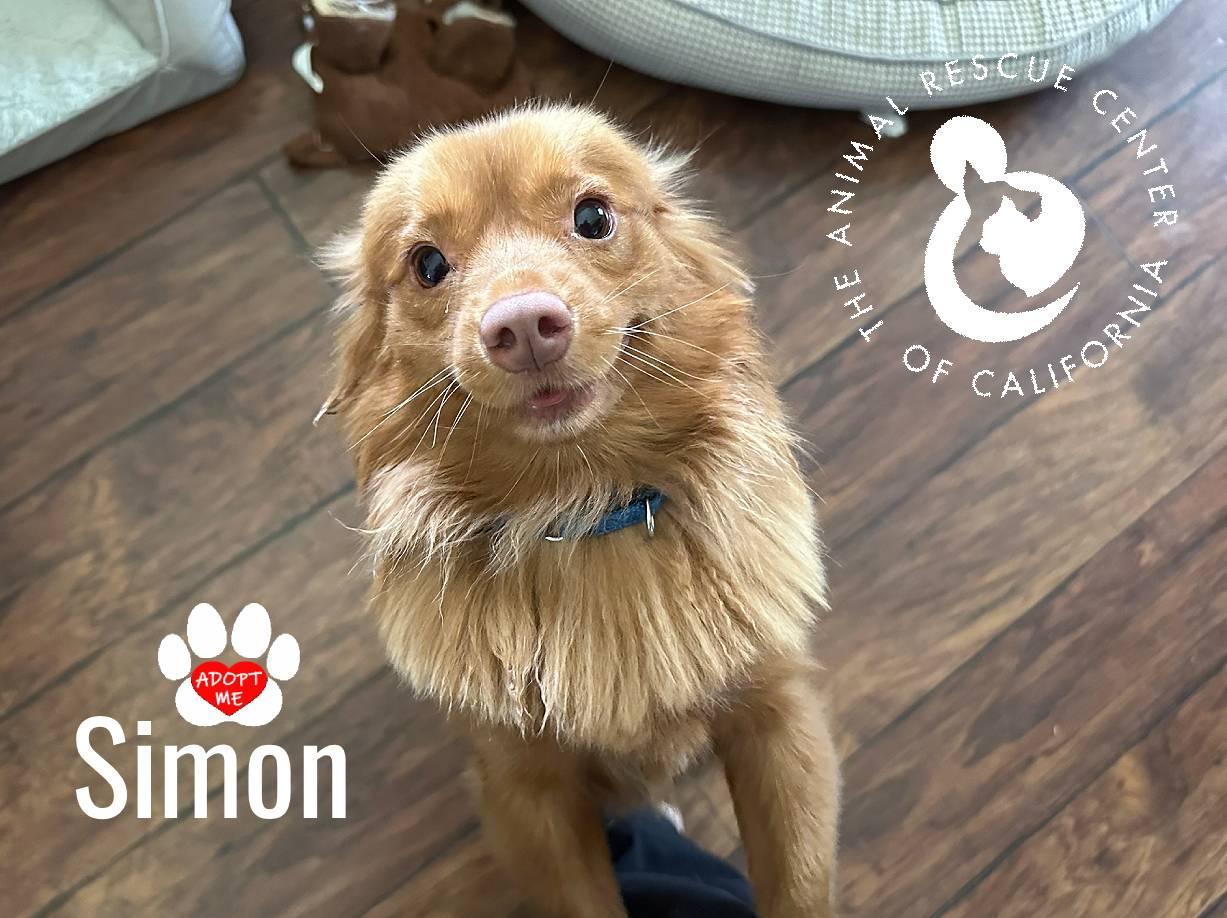 Simon, a ADOPTABLE mixed breed in Coachella, CA image 3/5