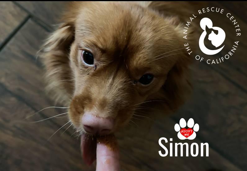 Simon, a ADOPTABLE mixed breed in Coachella, CA image 5/5