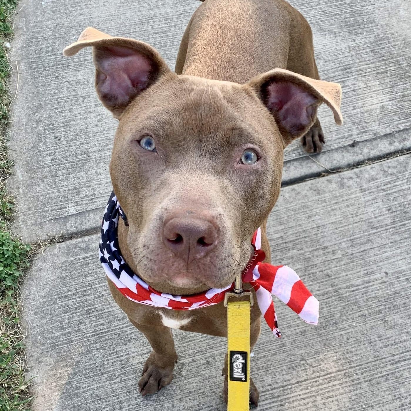 Enlarge Justice, a Adoptable mixed breed in Florence, KY image 3/5