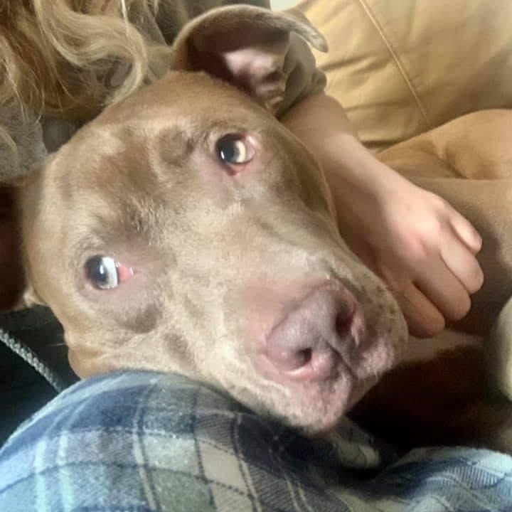 Enlarge Justice, a Adoptable mixed breed in Florence, KY image 4/5