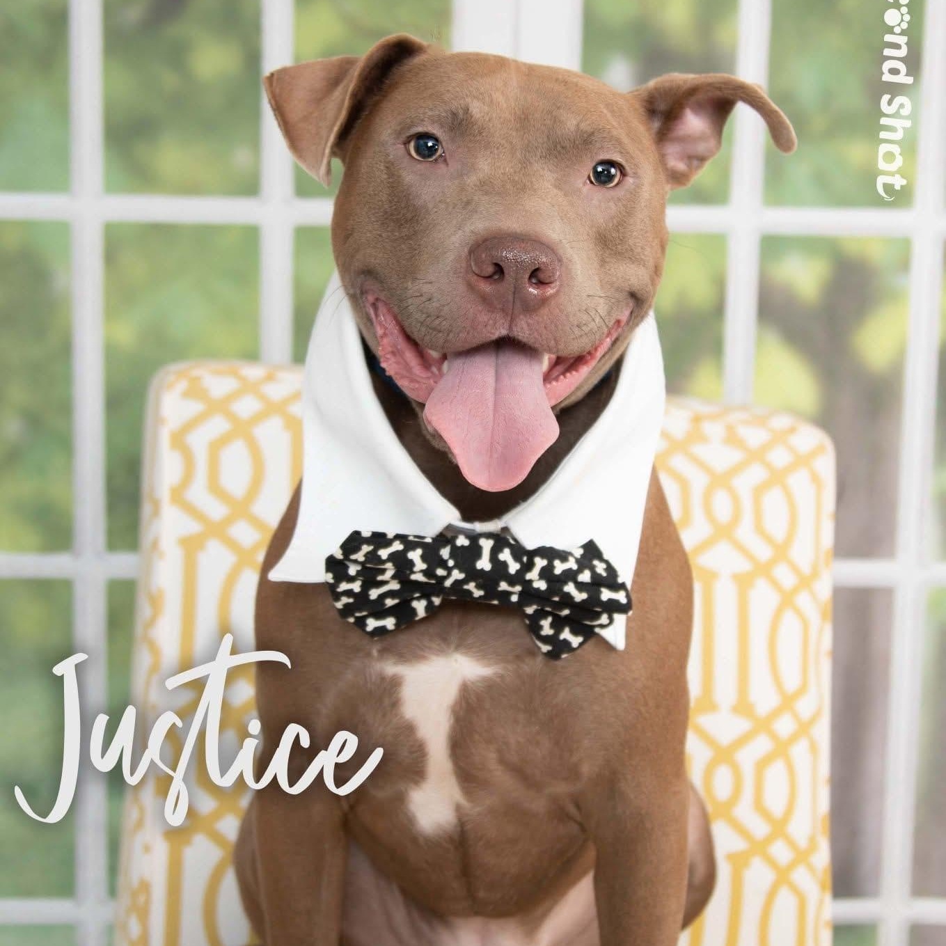 Justice, Adoptable, Adult Male Pit Bull Terrier & American Staffordshire Terrier.