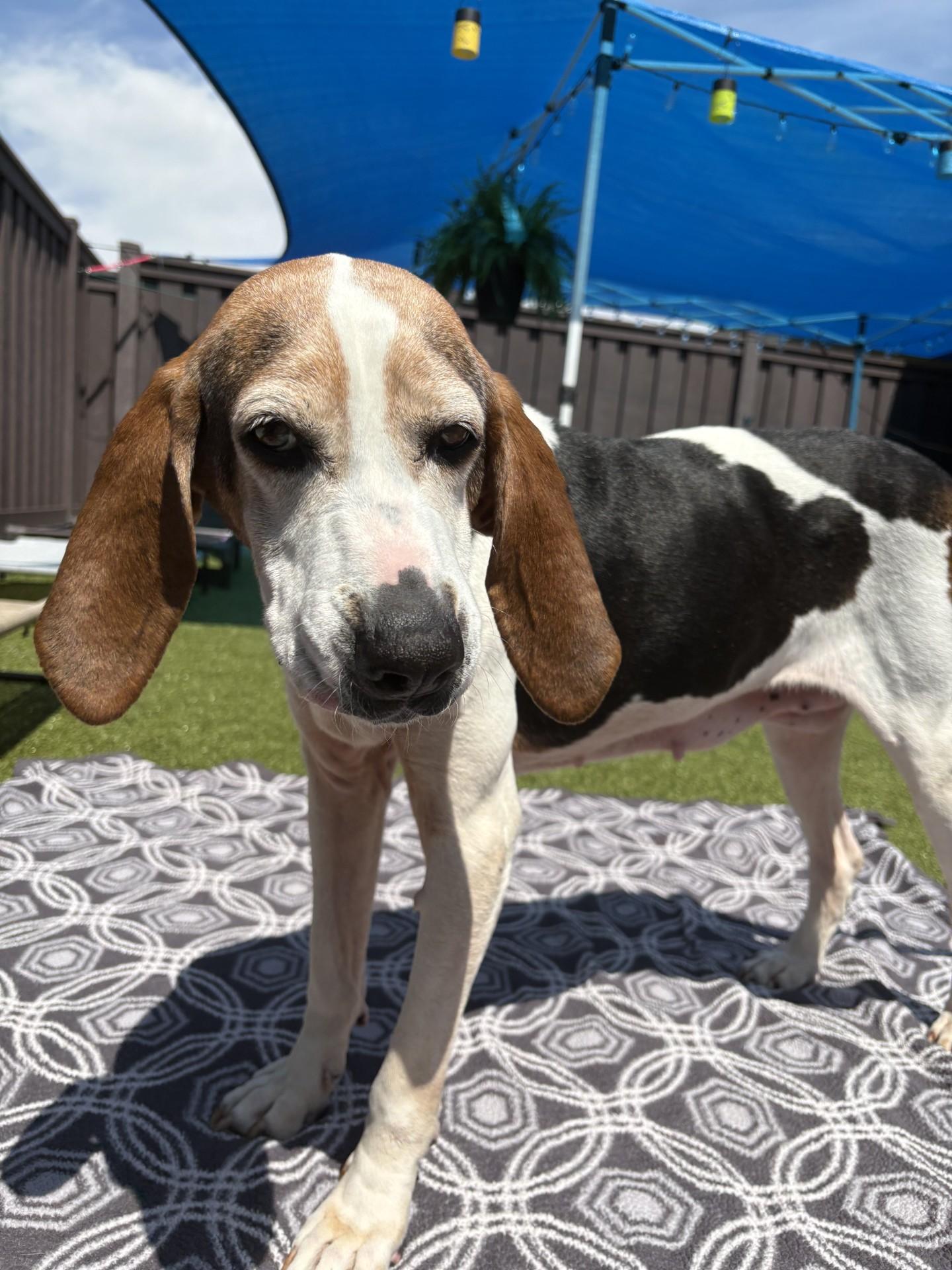 Hope, a ADOPTABLE Hound in Mount Juliet, TN image 2/2