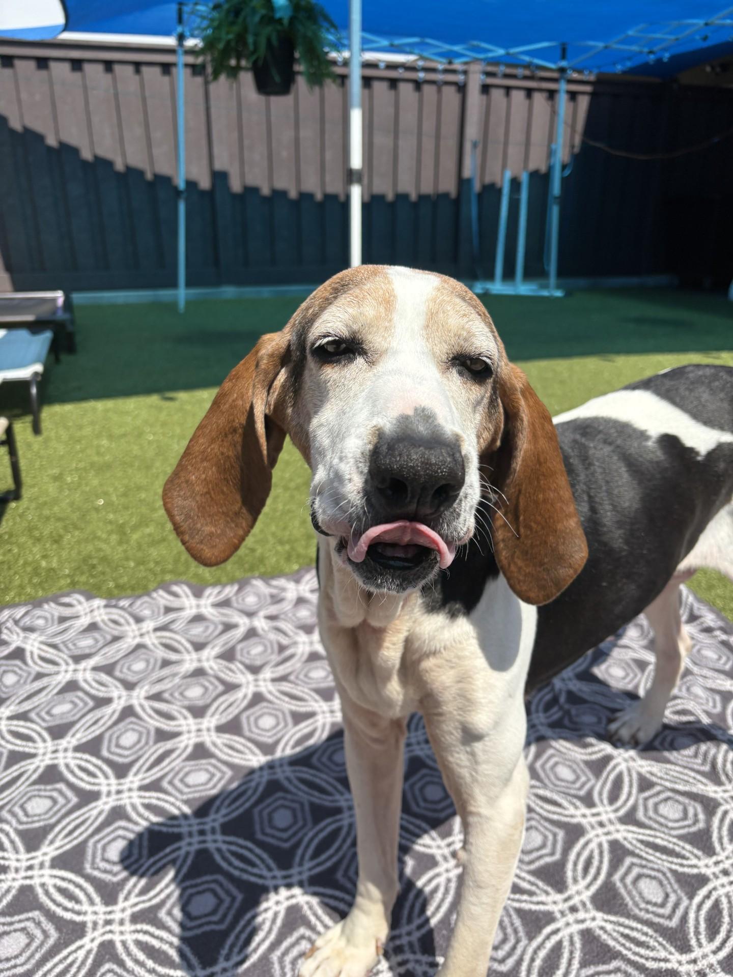 Hope, a ADOPTABLE Hound in Mount Juliet, TN image 1/2