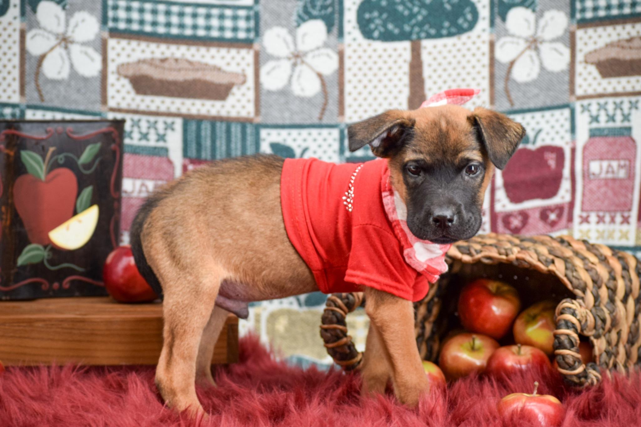 Red Delicious