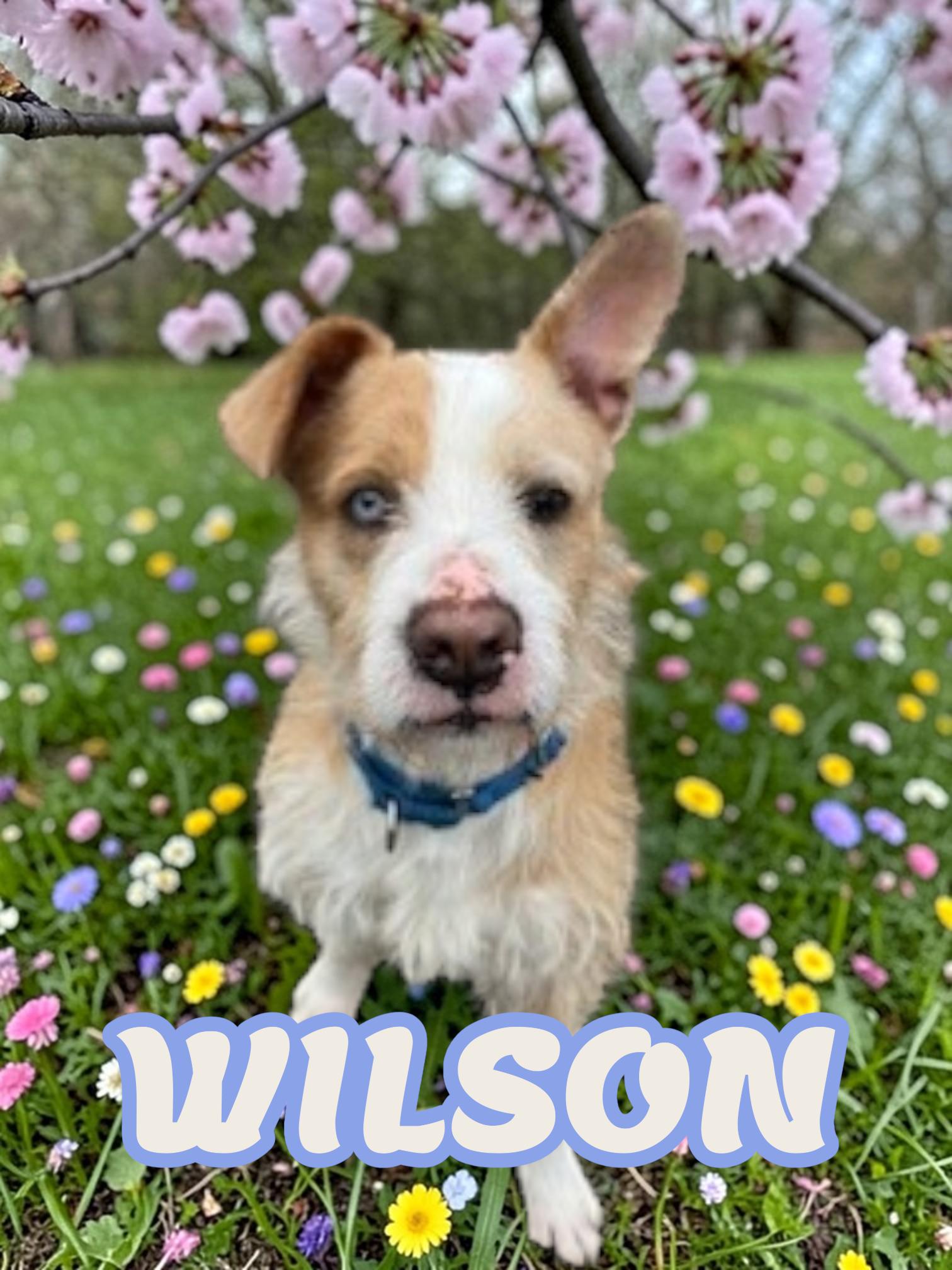Enlarge Wilson , a ADOPTABLE mixed breed in Taunton, MA image 1/5