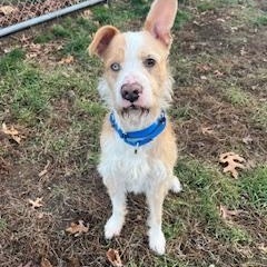 Enlarge Wilson , a ADOPTABLE mixed breed in Taunton, MA image 4/4