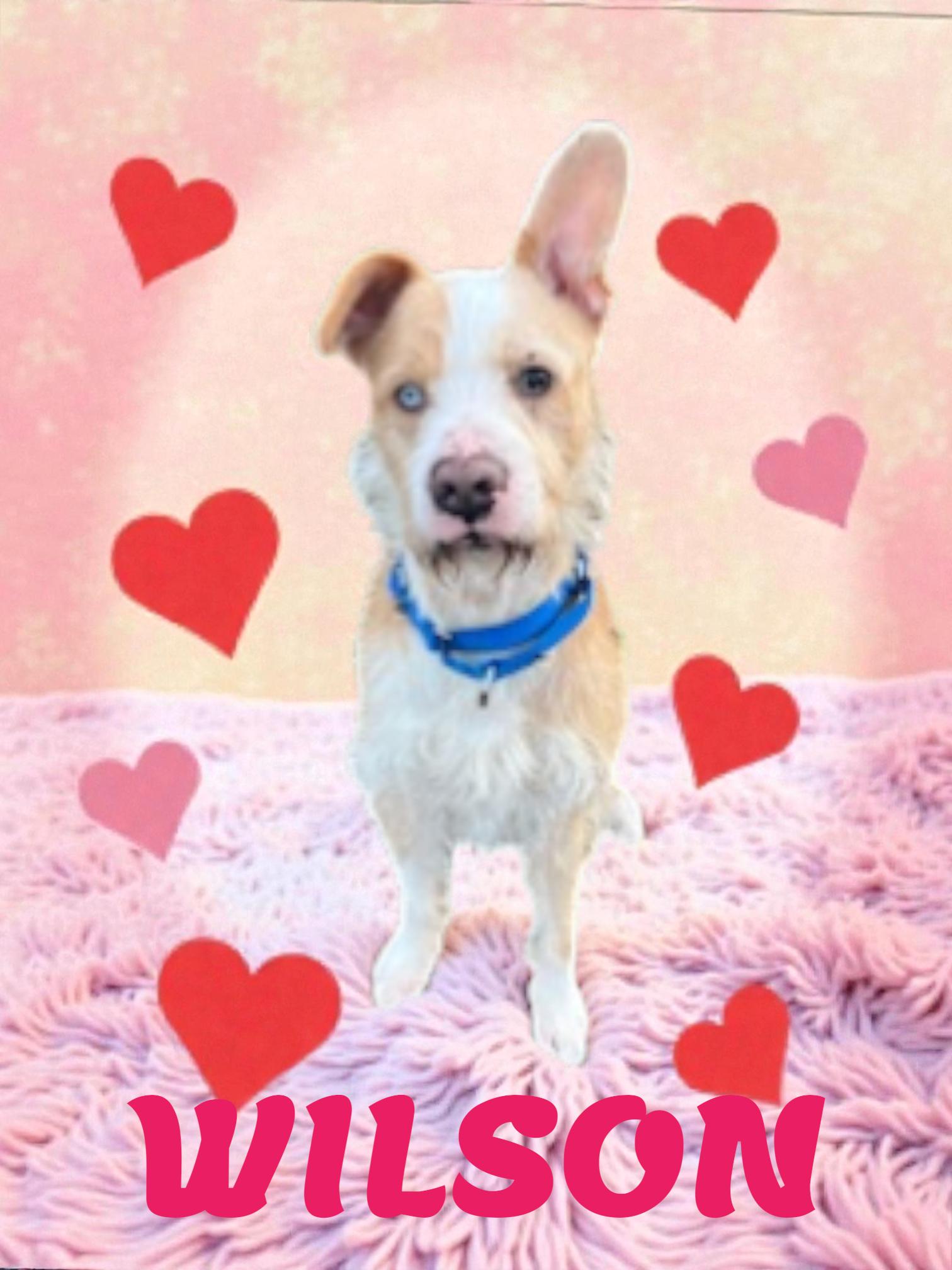 Enlarge Wilson , a ADOPTABLE mixed breed in Taunton, MA image 1/3