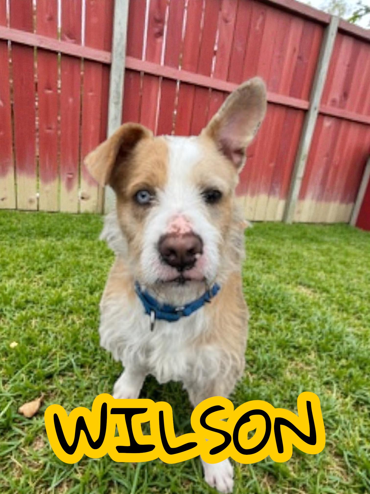 Enlarge Wilson , a ADOPTABLE mixed breed in Taunton, MA image 1/2