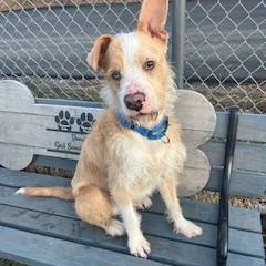 Enlarge Wilson , a ADOPTABLE mixed breed in Taunton, MA image 2/4