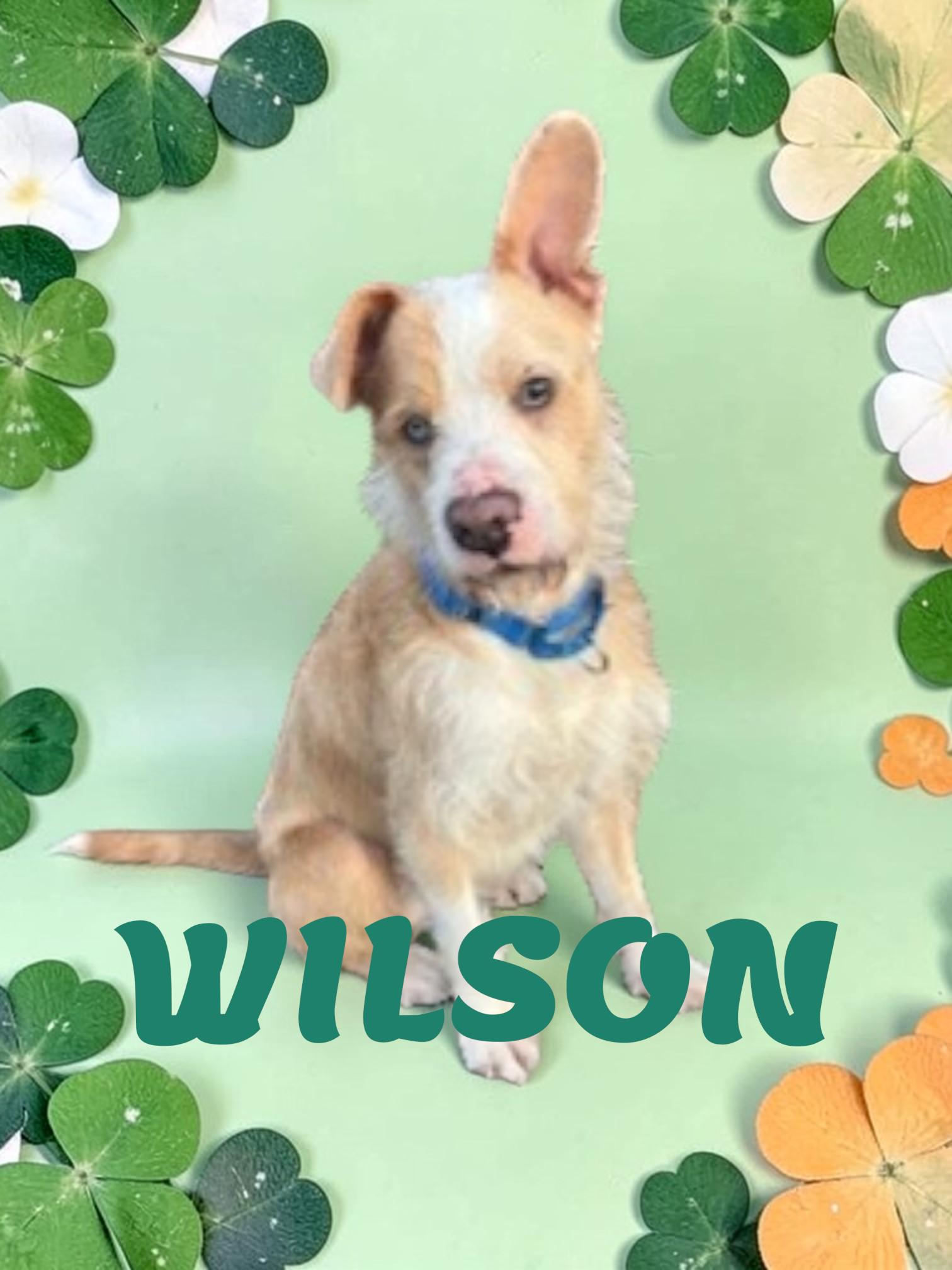 Wilson , ADOPTABLE, Young Male Wirehaired Terrier.