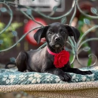 Enlarge Onyx, a Adoptable mixed breed in Frederick, MD image 3/6