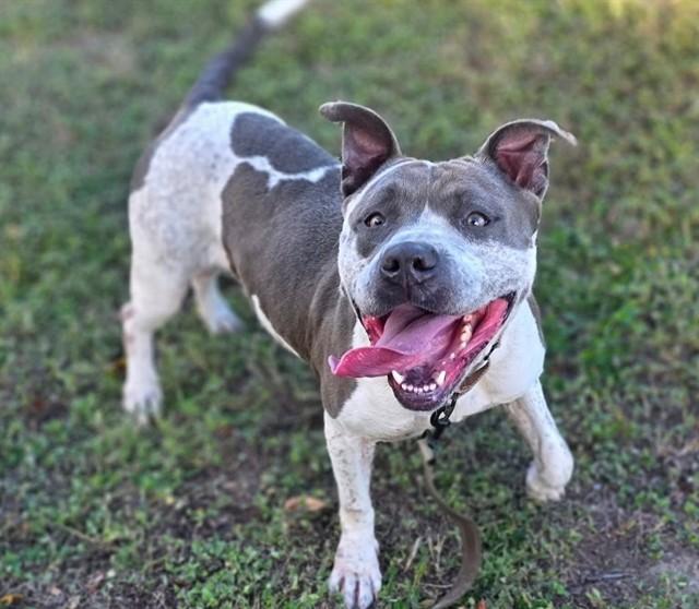 NENA, Adoptable, Adult Female Pit Bull Terrier.