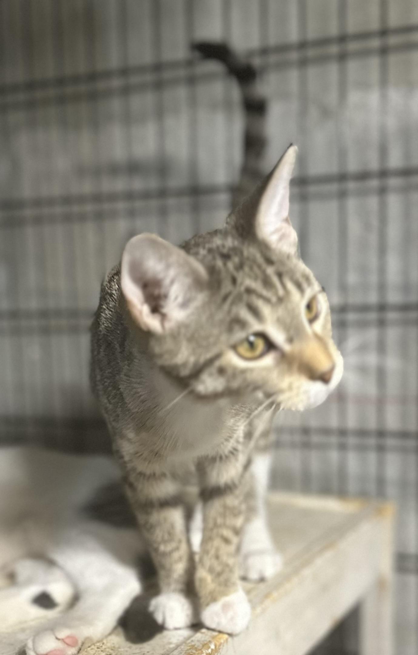 Fuchsia, ADOPTABLE, Kitten Female Tabby & Domestic Short Hair.