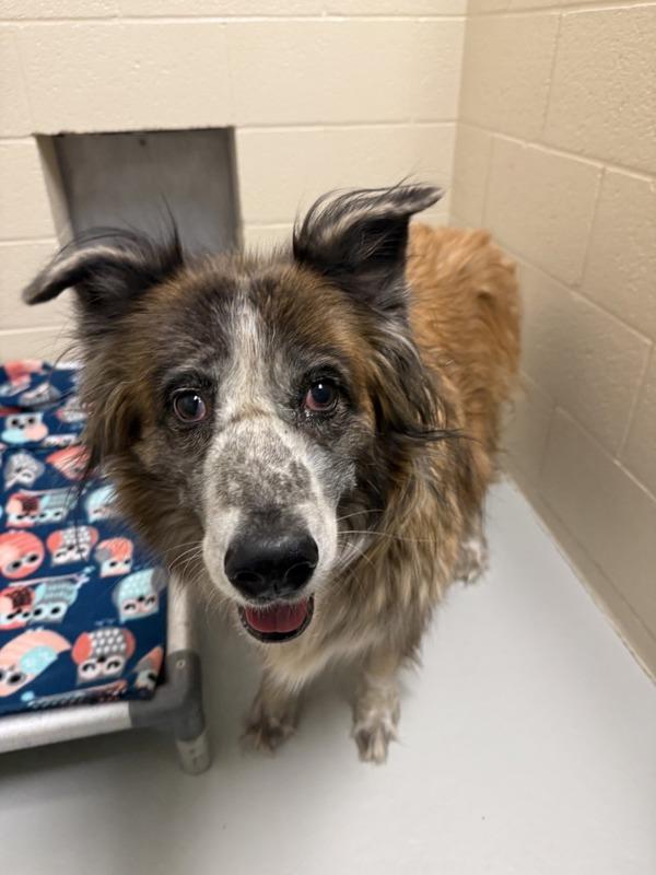 Enlarge Annie, a Adoptable mixed breed in Great Falls, MT image 1/1