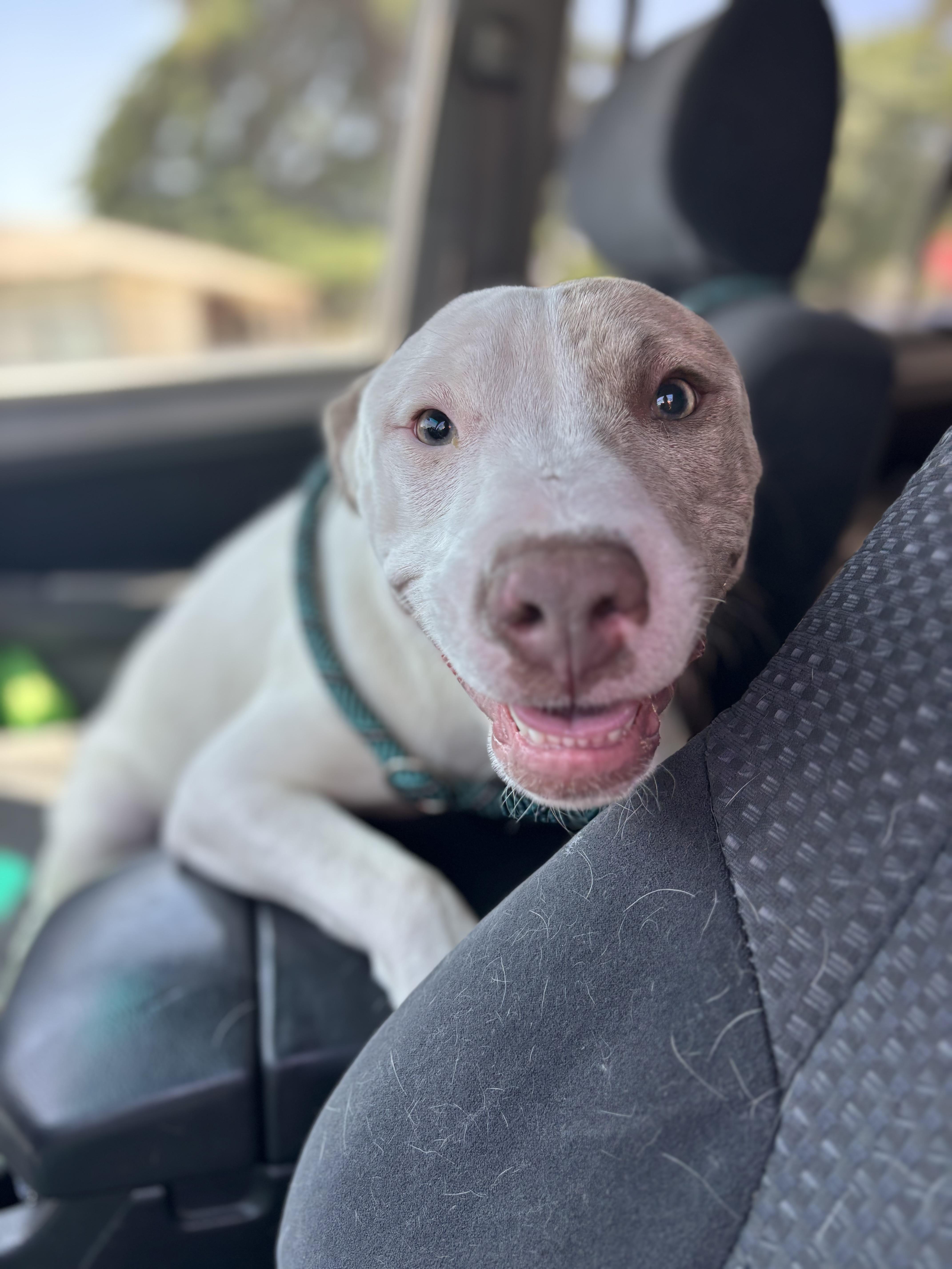 LILLY is a darling 1 year female whitefawn and gray Pitbull mix Lilly is a ver