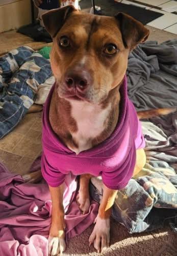 Laika, Adopted, Adult Female Labrador Retriever.