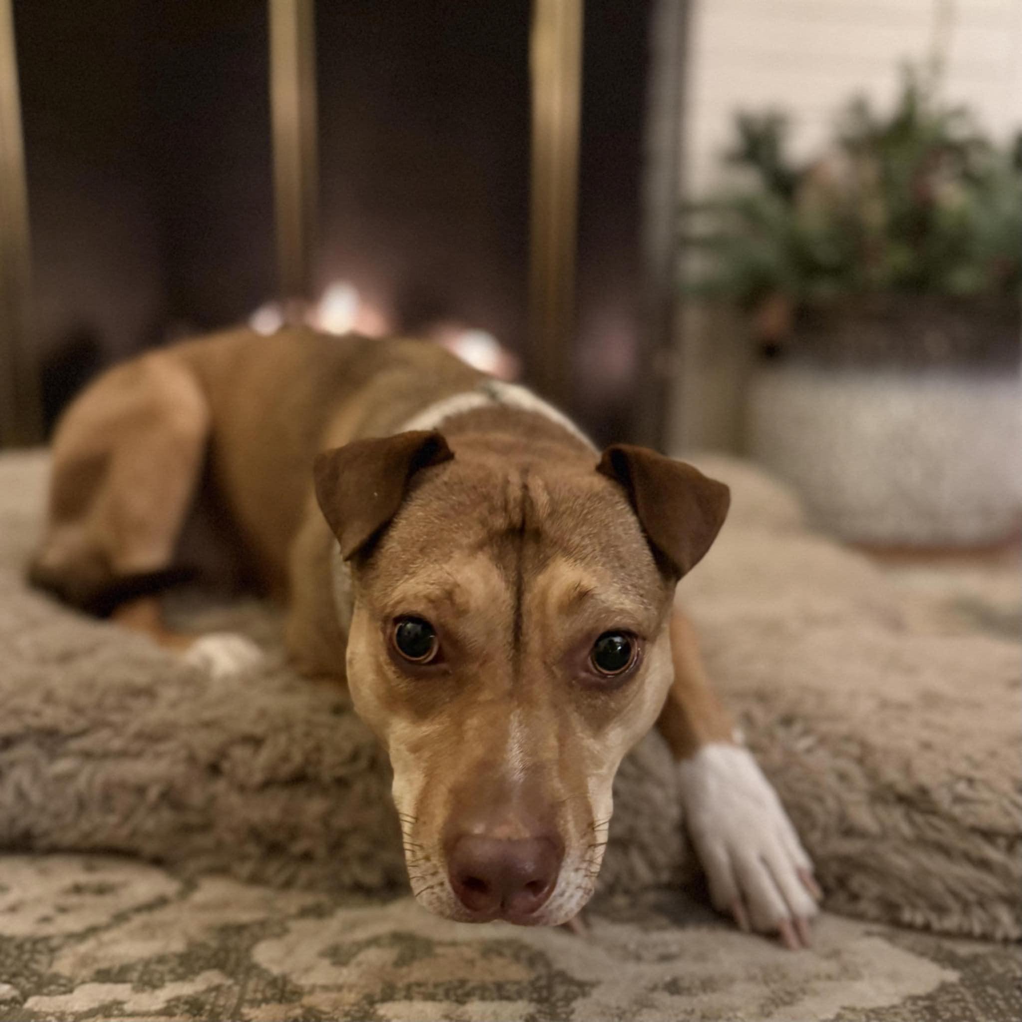 Enlarge Laika, a Adopted mixed breed in Coralville, IA image 4/6