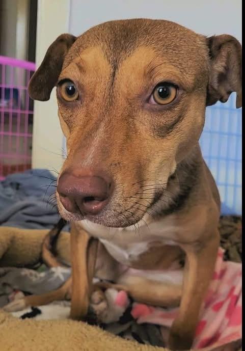 Enlarge Laika, a Adopted mixed breed in Coralville, IA image 5/6