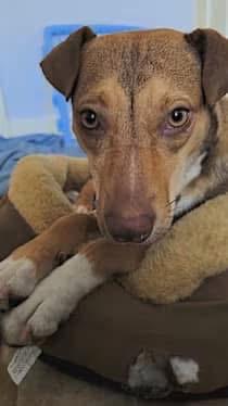 Enlarge Laika, a Adopted mixed breed in Coralville, IA image 6/6