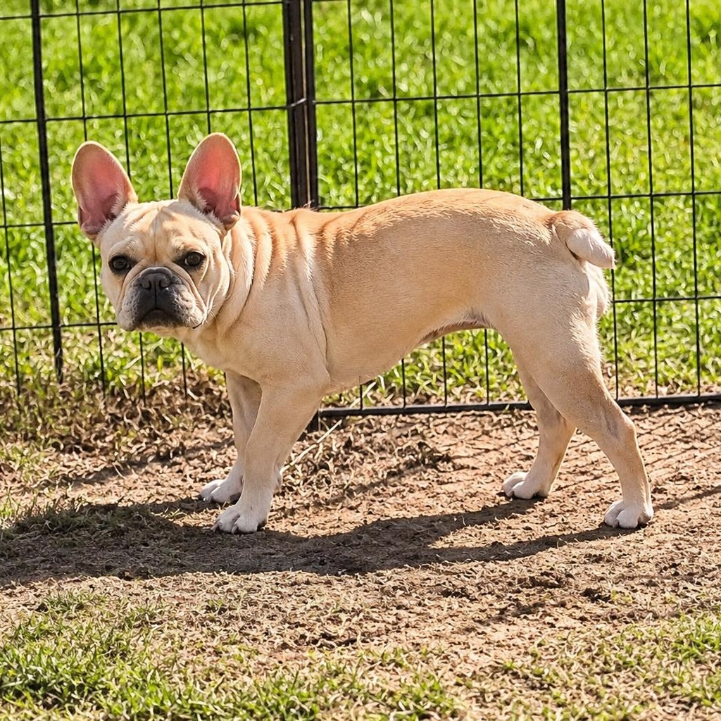 Enlarge Apples, a Adoptable French Bulldog in Douglas, GA image 2/2