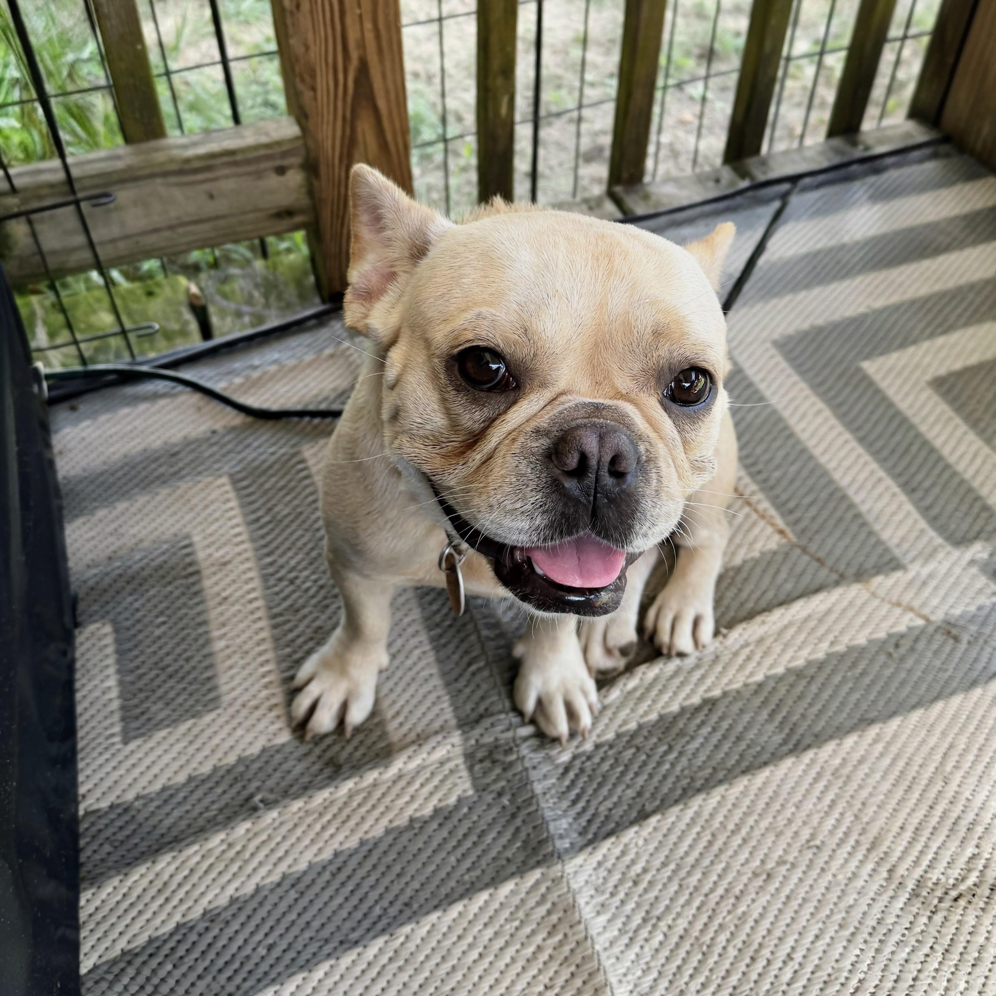 Apples, Adoptable, Young Female French Bulldog.