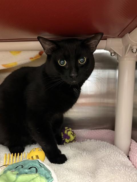 SMITTY, Adoptable, Young Male Domestic Short Hair.