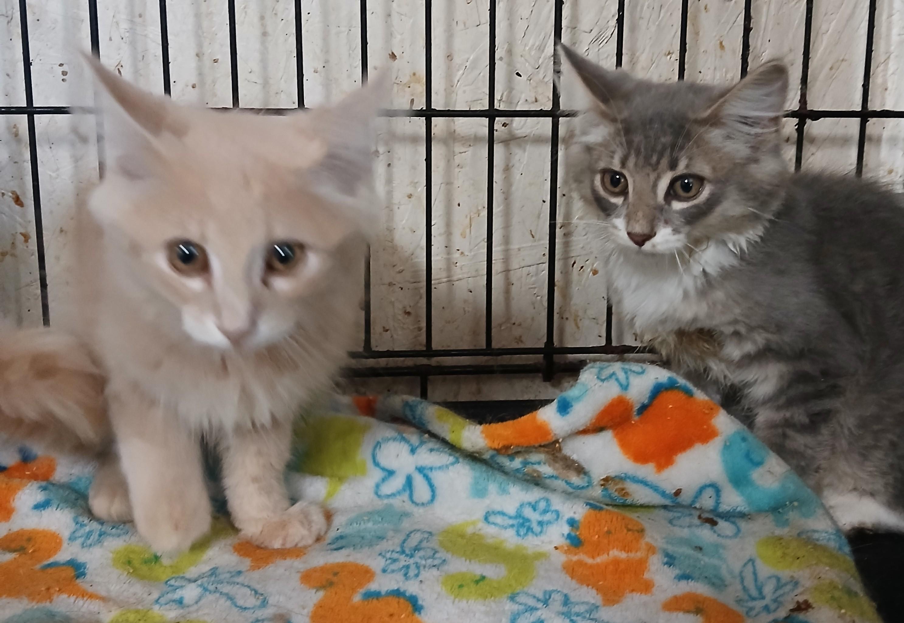 Toffee Tango, a Adopted Domestic Long Hair in Eaton Rapids, MI image 3/6