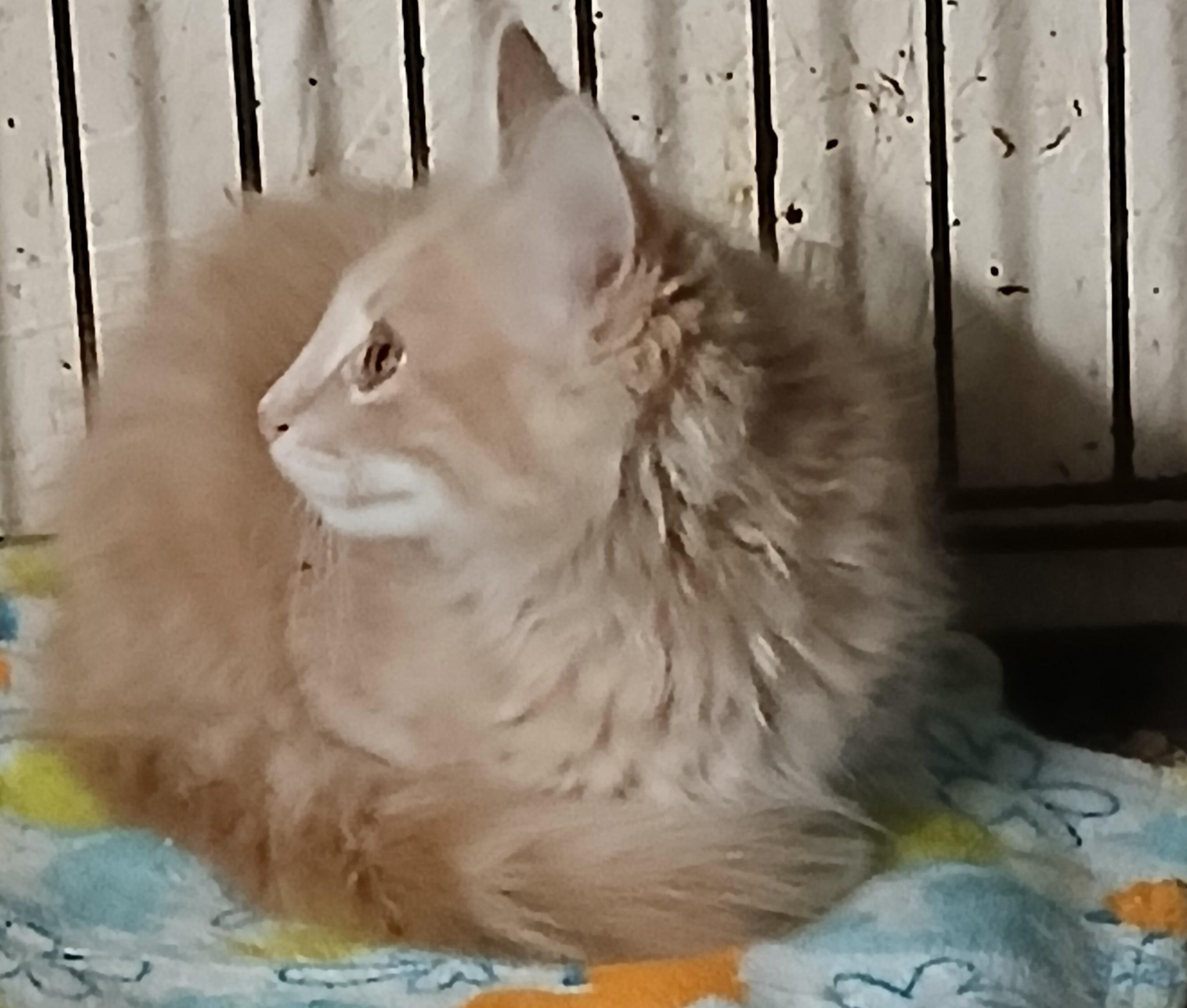 Toffee Tango, a Adopted Domestic Long Hair in Eaton Rapids, MI image 4/6