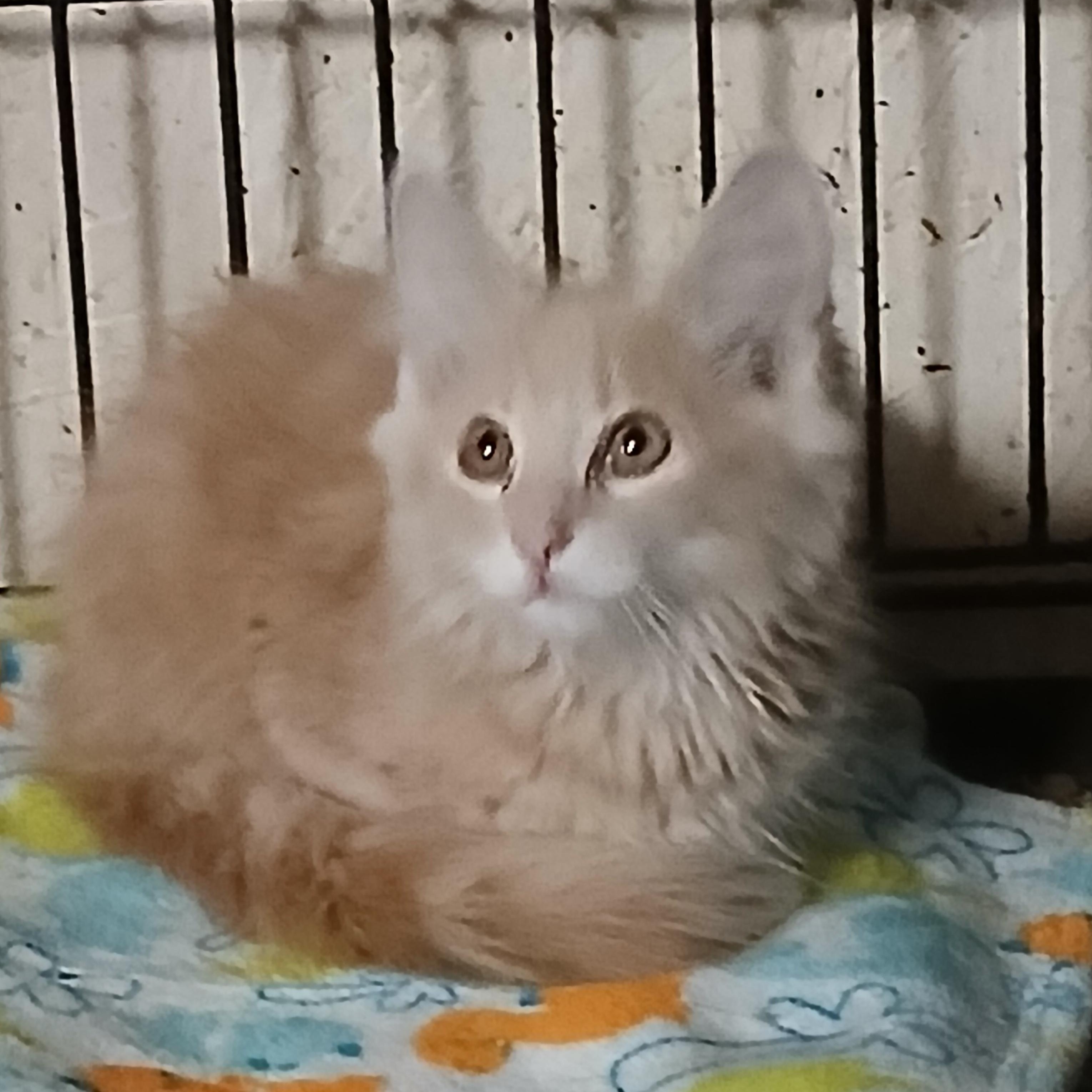 Toffee Tango, a Adopted Domestic Long Hair in Eaton Rapids, MI image 1/6