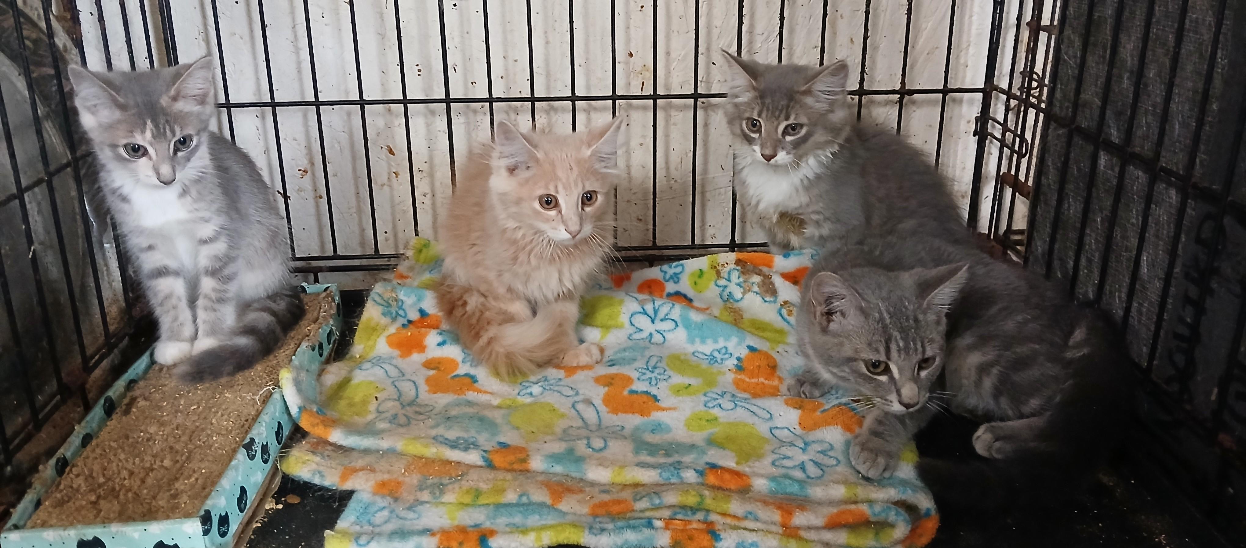 Toffee Tango, a Adopted Domestic Long Hair in Eaton Rapids, MI image 5/6