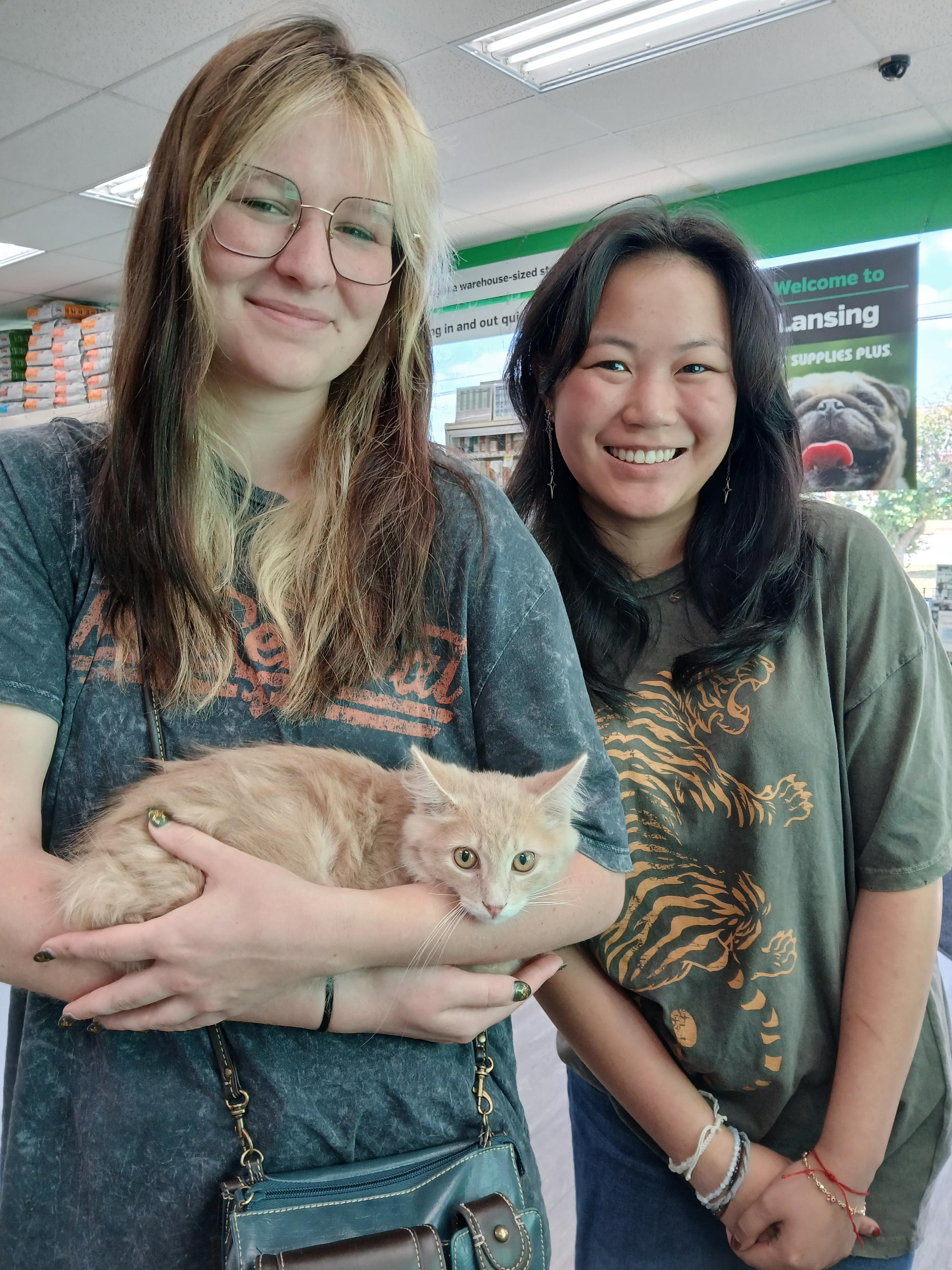 Toffee Tango, a Adopted Domestic Long Hair in Eaton Rapids, MI image 2/6