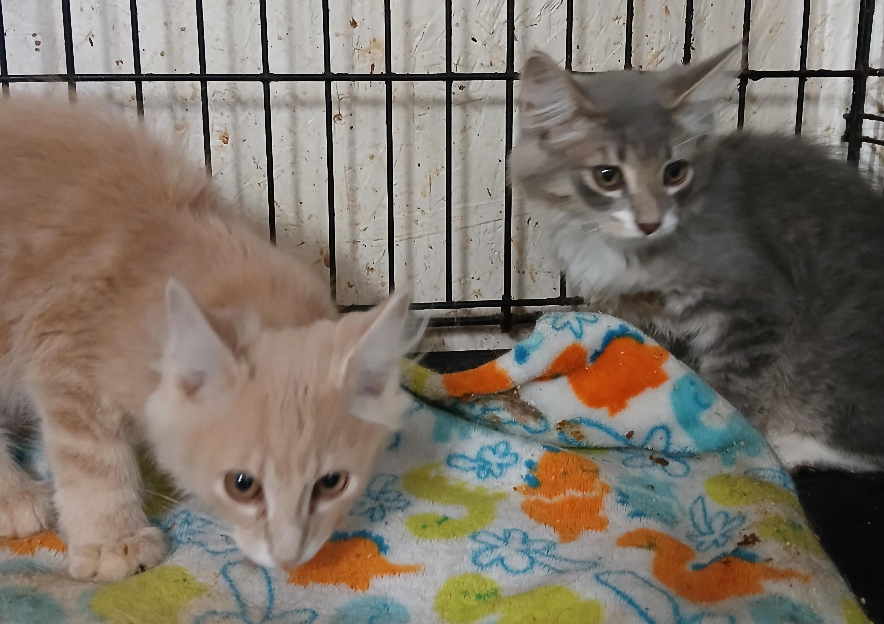 Toffee Tango, a Adopted Domestic Long Hair in Eaton Rapids, MI image 6/6