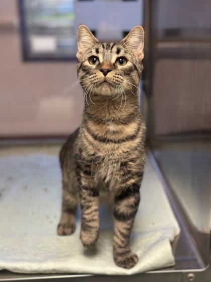 Momo, Adoptable, Young Male Domestic Short Hair & Domestic Short Hair.