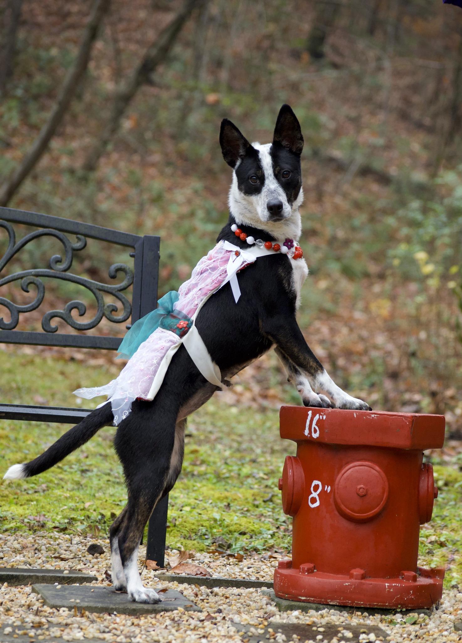 Enlarge Silverbell, a Adoptable Australian Cattle Dog / Blue Heeler in Sevierville, TN image 3/3