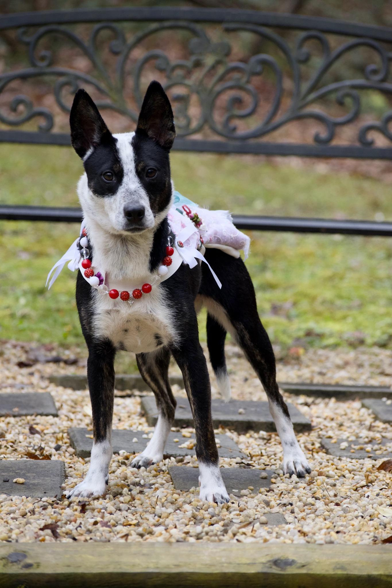 Enlarge Silverbell, a Adoptable Australian Cattle Dog / Blue Heeler in Sevierville, TN image 2/3