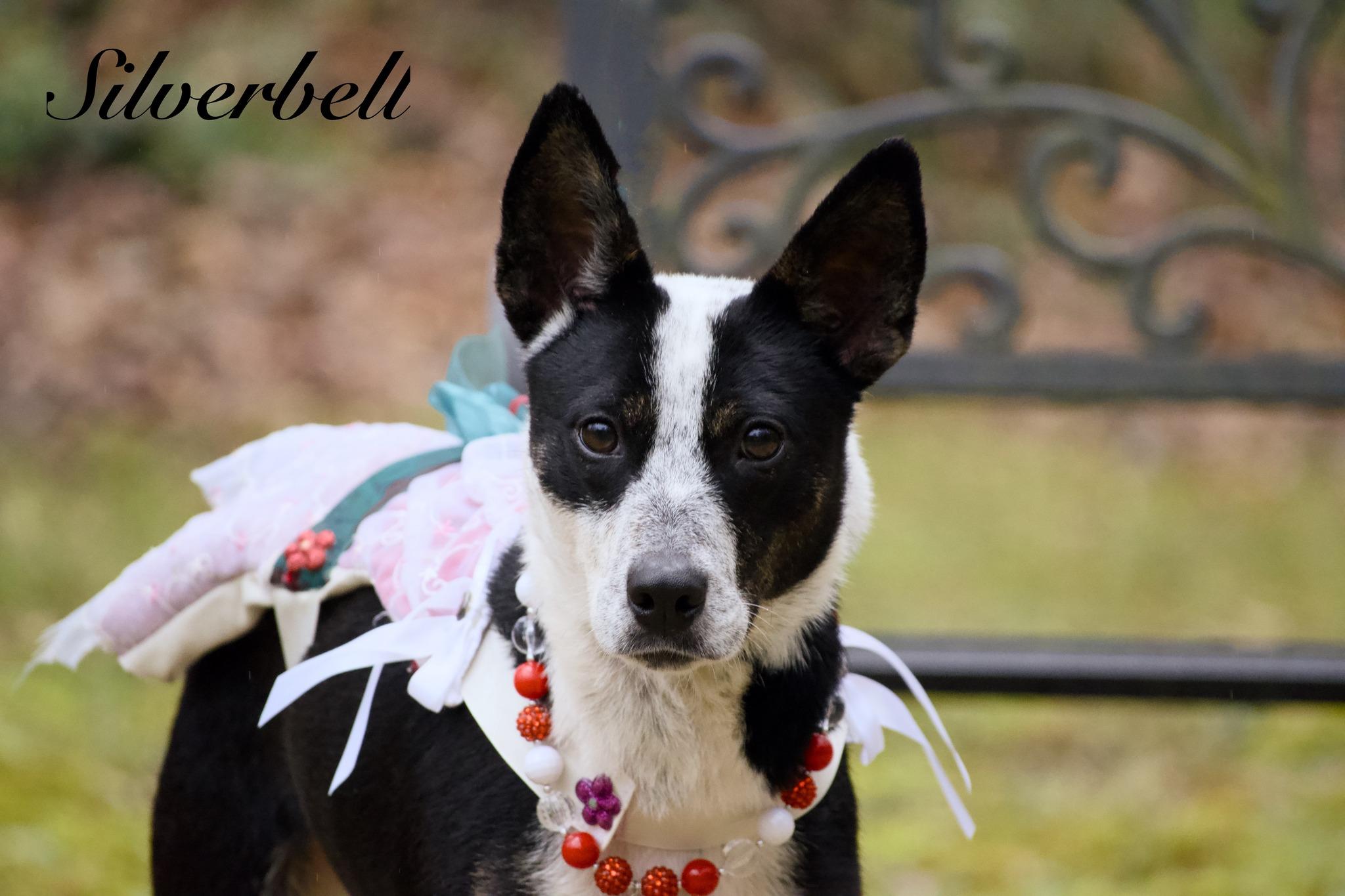 Silverbell, Adoptable, Adult Female Australian Cattle Dog / Blue Heeler.