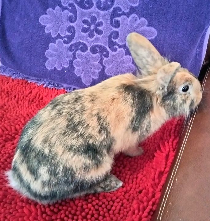 Dexter, Adopted, Young Male Lionhead & Lop Eared.