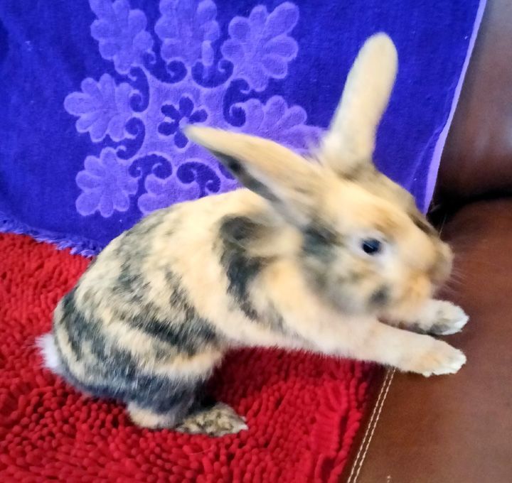 Enlarge Dexter, a Adopted mixed breed in Garland, TX image 2/3