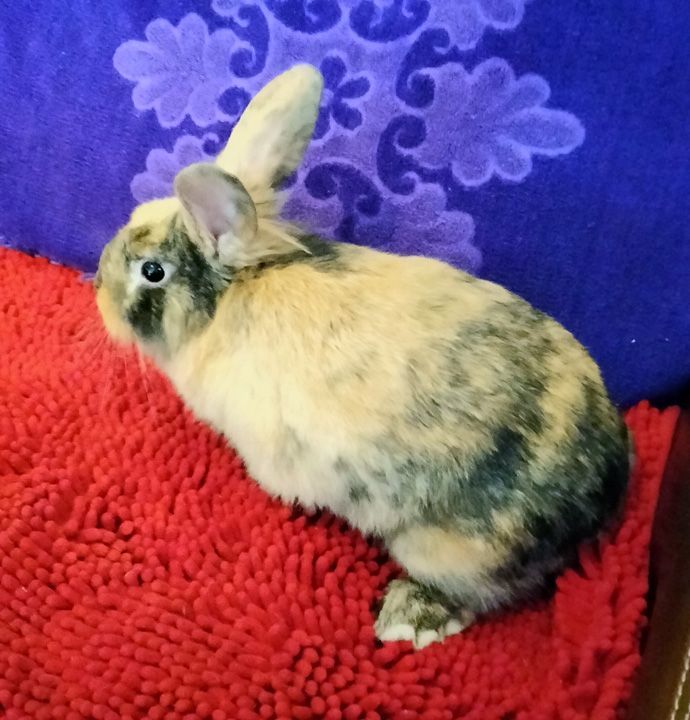 Enlarge Dexter, a Adopted mixed breed in Garland, TX image 3/3