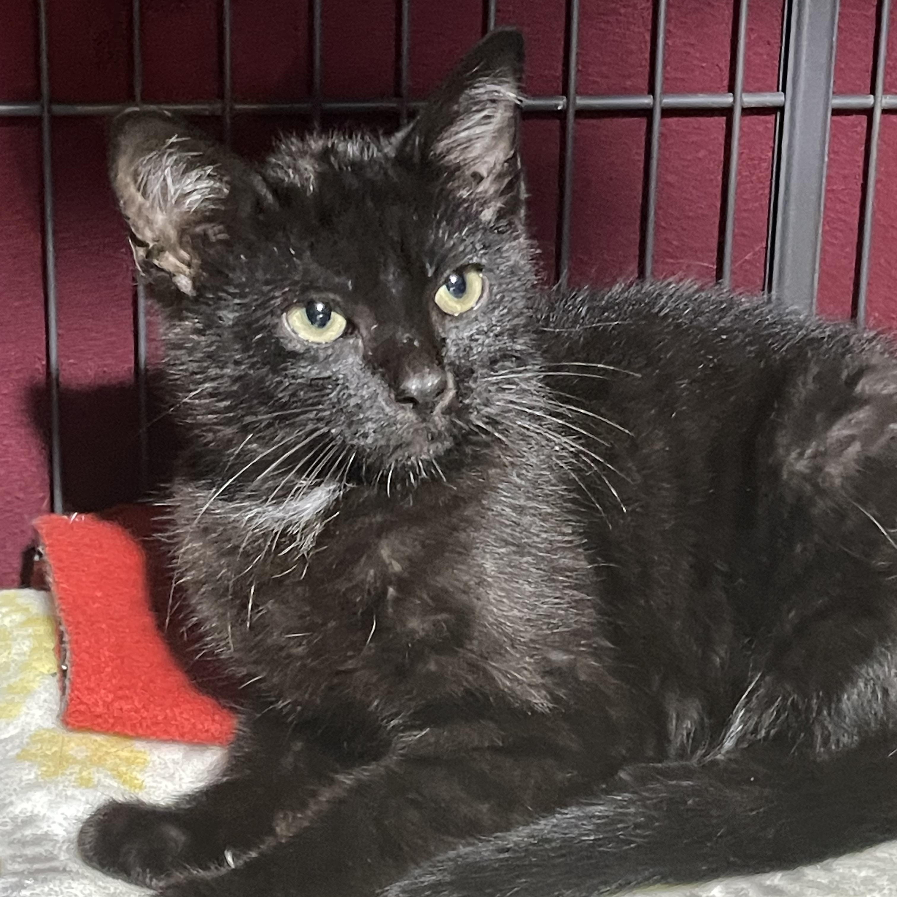 Desmond, a ADOPTABLE Domestic Short Hair in Highland, IN image 3/3