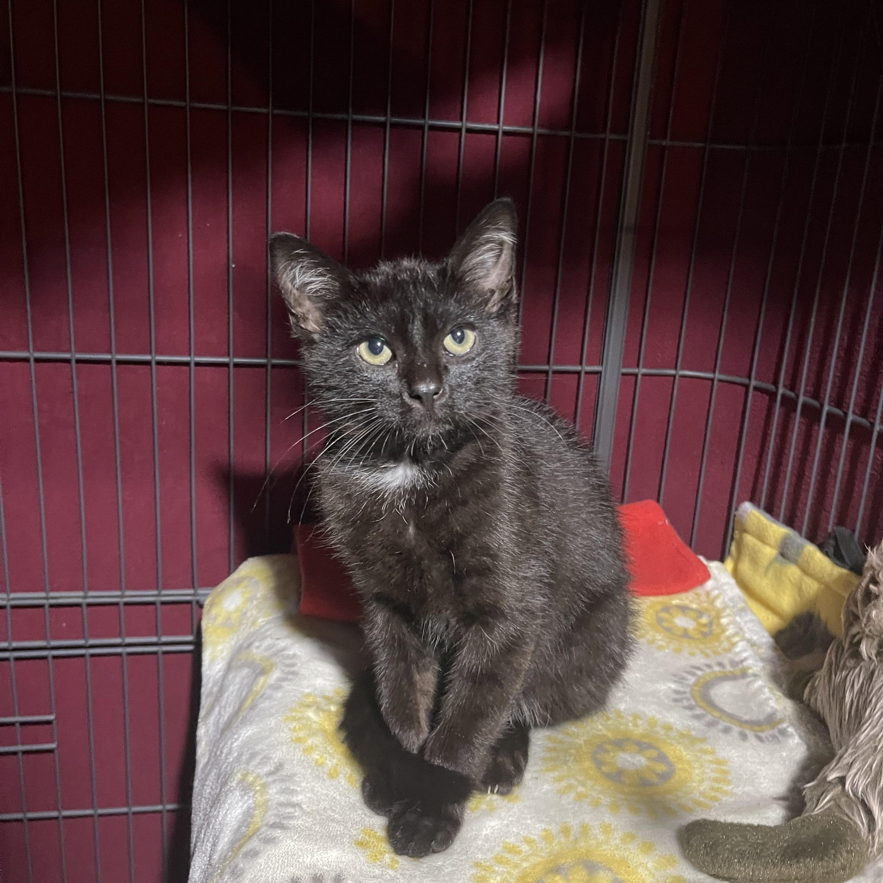 Desmond, a ADOPTABLE Domestic Short Hair in Highland, IN image 1/3