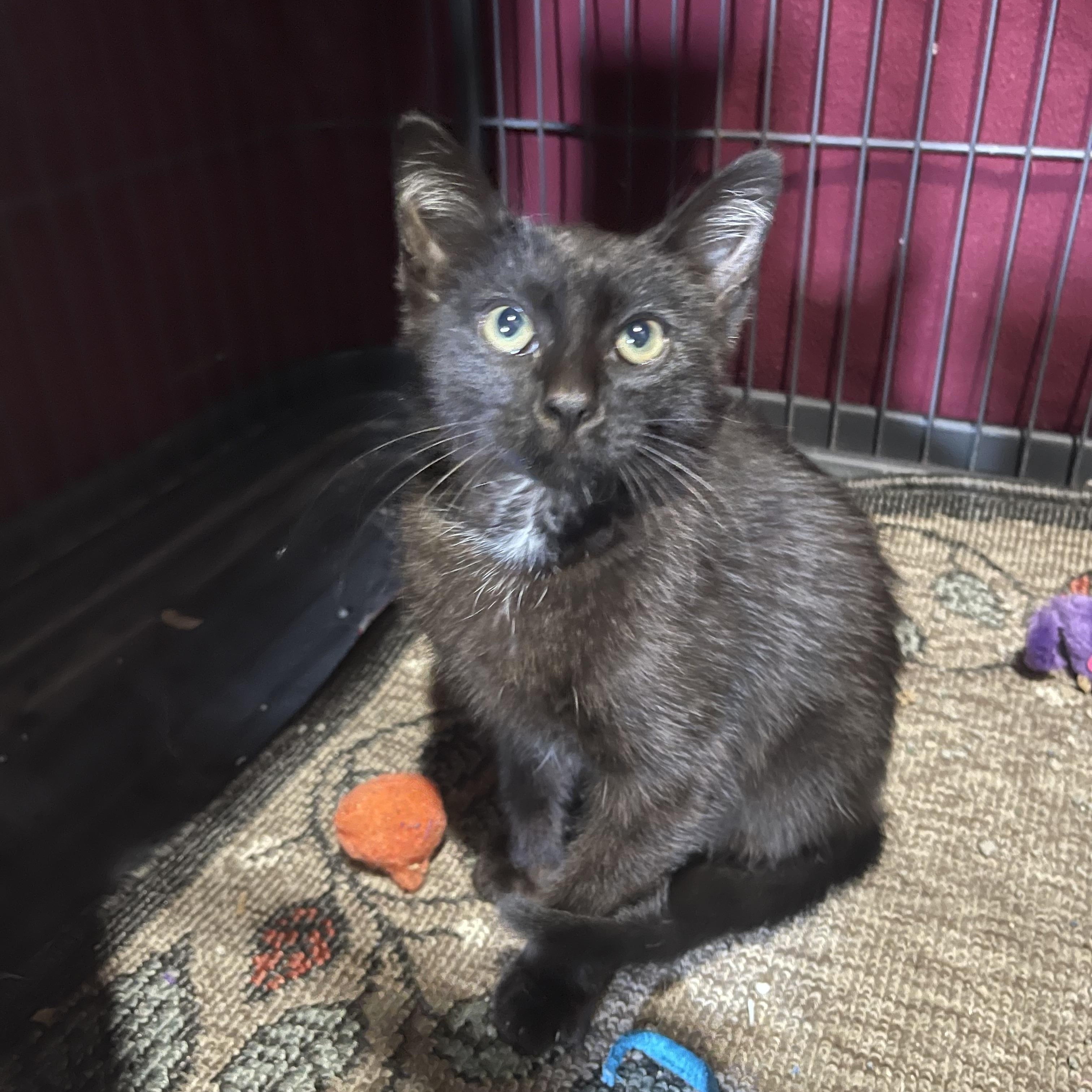 Desmond, a ADOPTABLE Domestic Short Hair in Highland, IN image 2/3