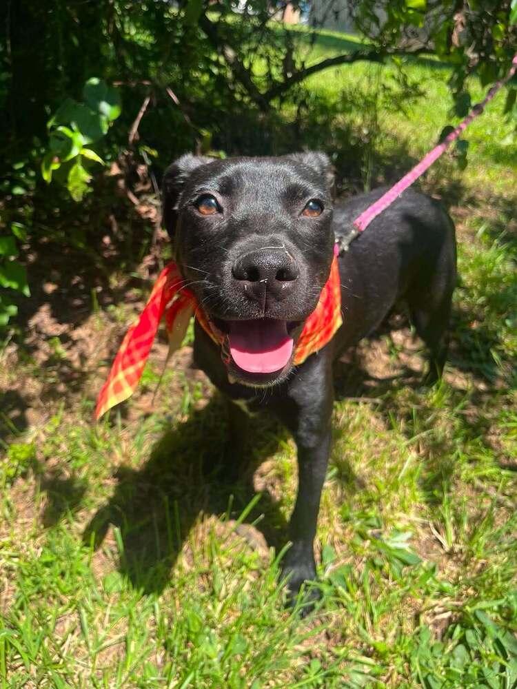 Chex, Adoptable, Puppy Male Terrier.