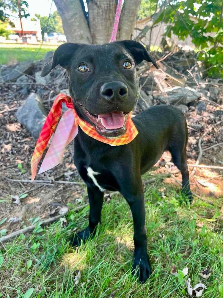 Enlarge Chex, a Adoptable Terrier in Candler, NC image 2/3