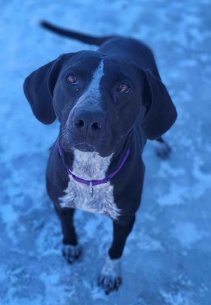 Abby, Adoptable, Adult Female Bluetick Coonhound & Labrador Retriever.